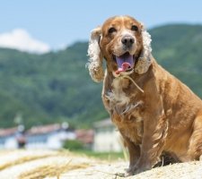 「イングリッシュコッカースパニエル写真8」