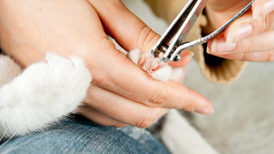 「猫の爪を切る方法」