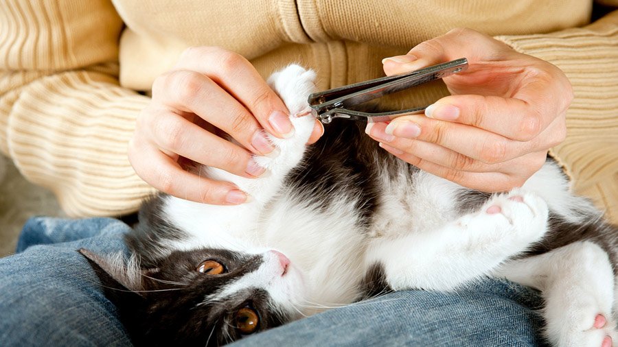 「猫の爪を切る方法」