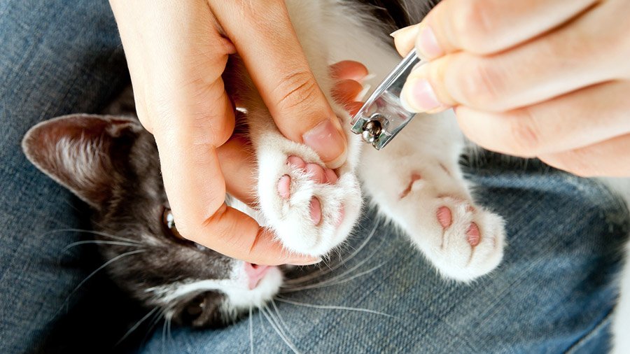 「猫の爪を切る方法」