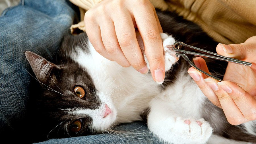 「猫の爪を切る方法」