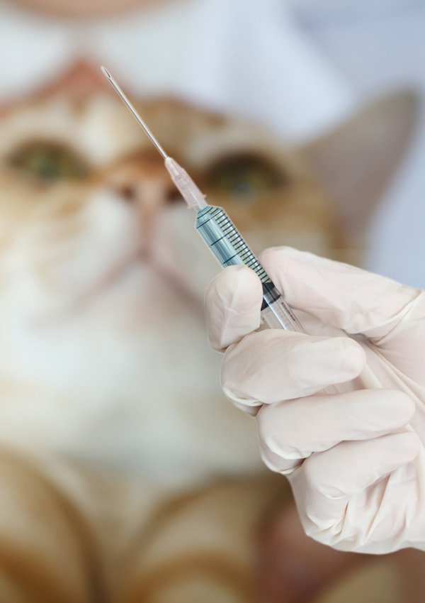 「猫に注射をする」