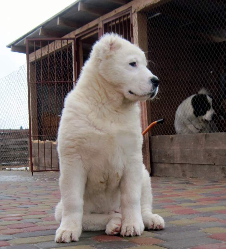 「アラベイ-中央アジアの羊飼いの犬-子犬の写真」