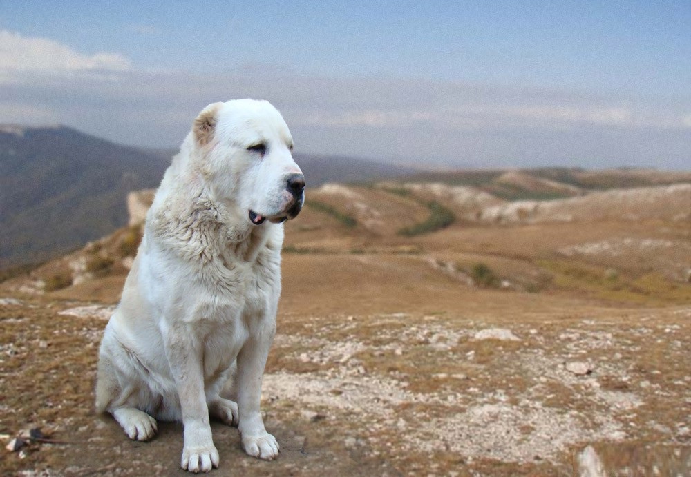 「アラベイ-中央アジアの羊飼いの犬-写真」