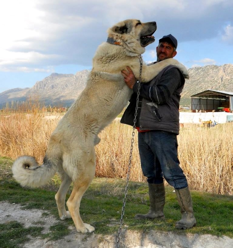 「アラベイ-中央アジアの羊飼いの犬-写真」