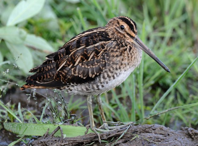 スナイプ