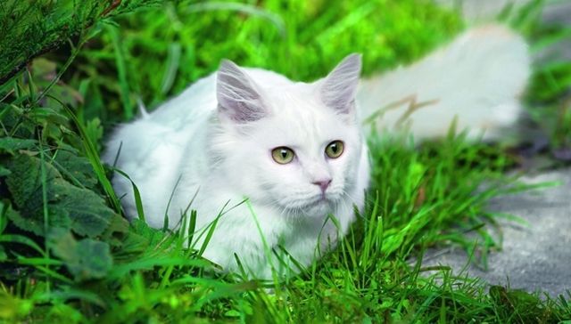 「トルコ-この捕食者はどこから来たのか-雪のように白い猫は、彼女が異なる目を持っている場合、モスクに入ることができます」