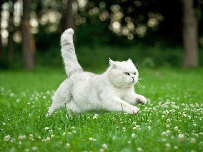 「ブリティッシュ・ホワイト・キャットの飛行」