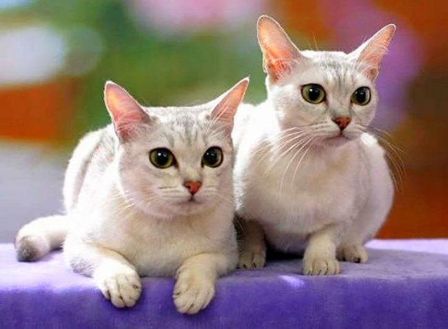 「この品種は、ビルマ猫とペルシャ猫の時々の交配の結果です。純銀の色は、ブリーダーが色を特徴付ける方法です。」