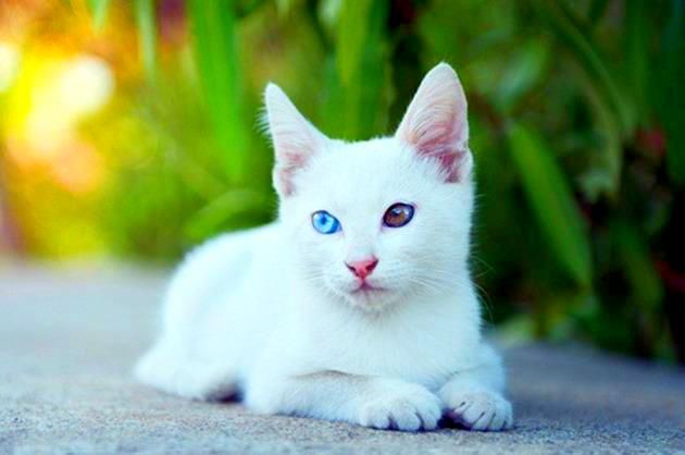 「動物行動学者によると、目が異なる白猫は完全に予測不可能です。性格が非常に急速に変化し、何が彼女の注意を引くのか理解できません。」
