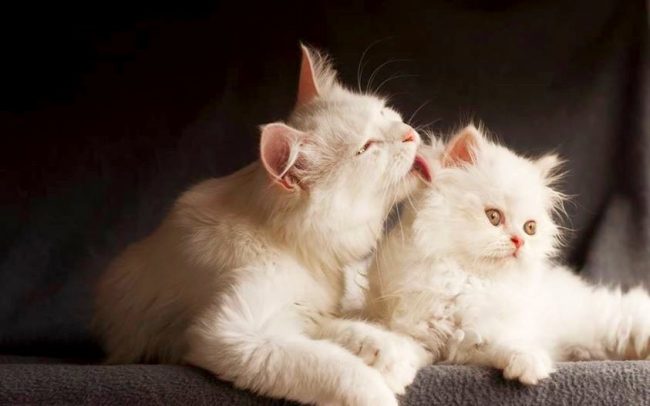 「白は遺伝的に他の色を覆い隠している。非常に頻繁に、子猫は頭上に時間の経過とともに斑点が生まれ、家畜化された捕食者が白くなる」