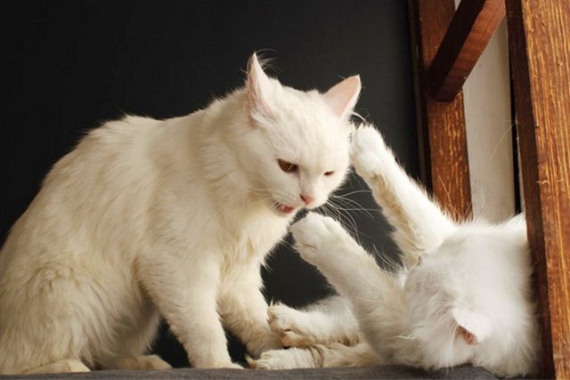「猫が自分自身や他の人を傷つけないように、猫の爪を3週間に1回切ります」
