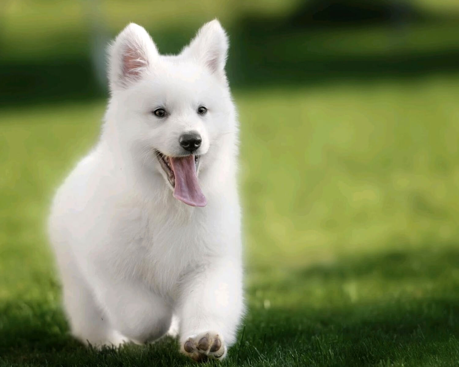 「白いスイスシェパードの子犬」