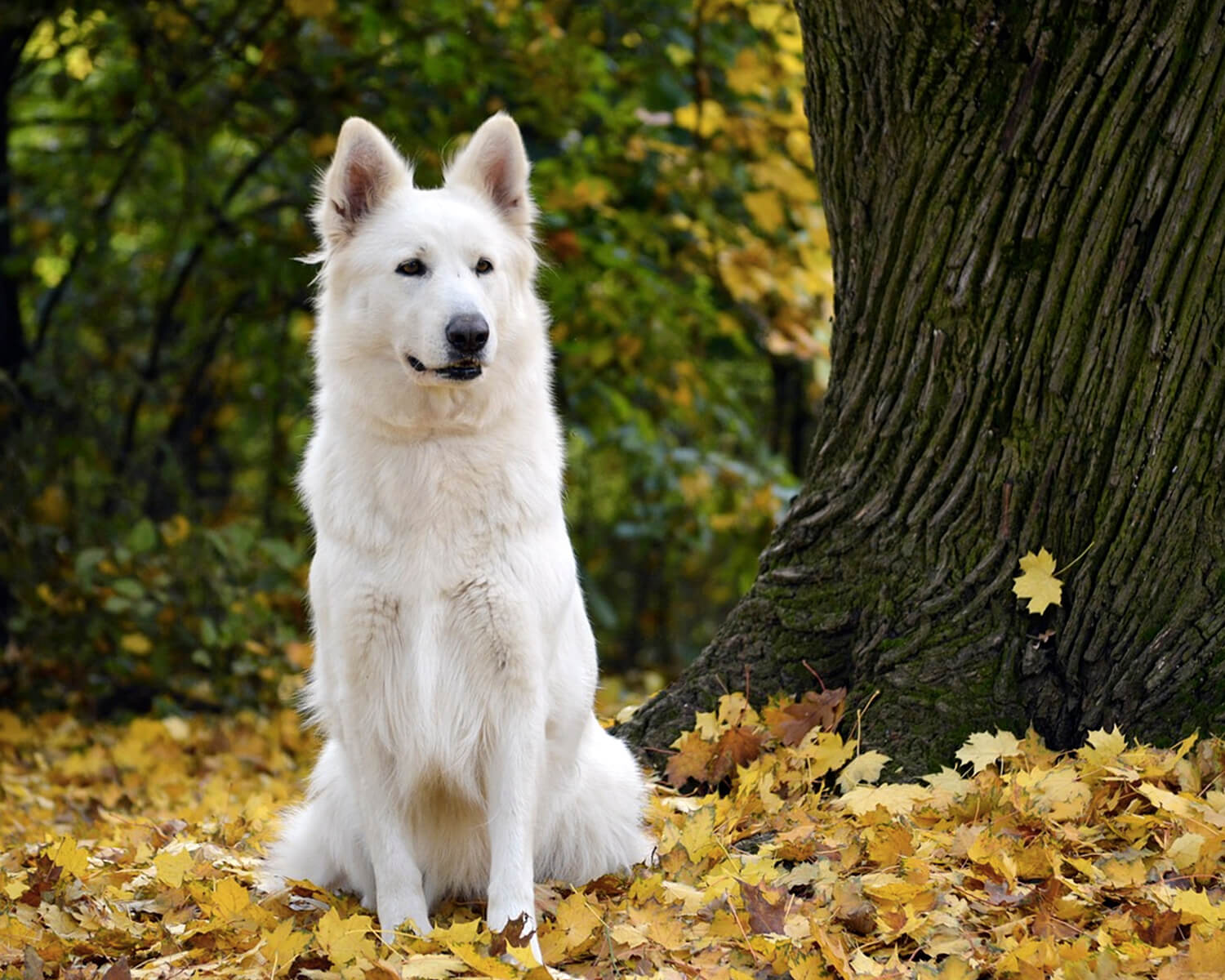 「犬の品種ホワイトスイスシェパード」