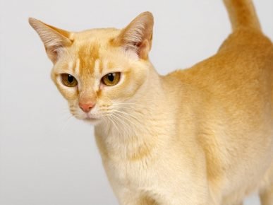 「セイロン猫」
