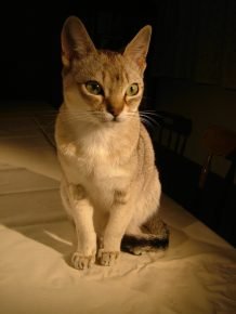 「セイロン猫」