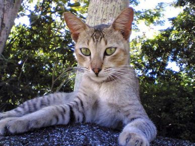 「セイロン猫」
