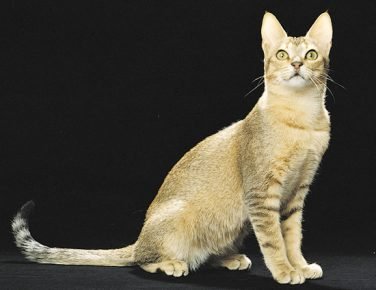 「セイロン猫」
