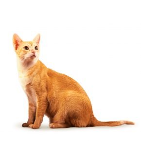 「セイロン種猫」