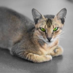 「セイロン猫の目」