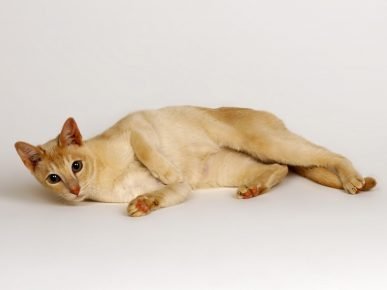「セイロン猫」