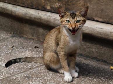 「セイロン猫」