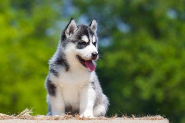 「ハスキーの子犬」