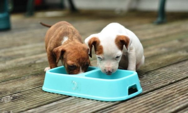 「子犬に下痢をさせる方法」