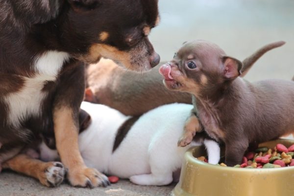 「かわいい犬」