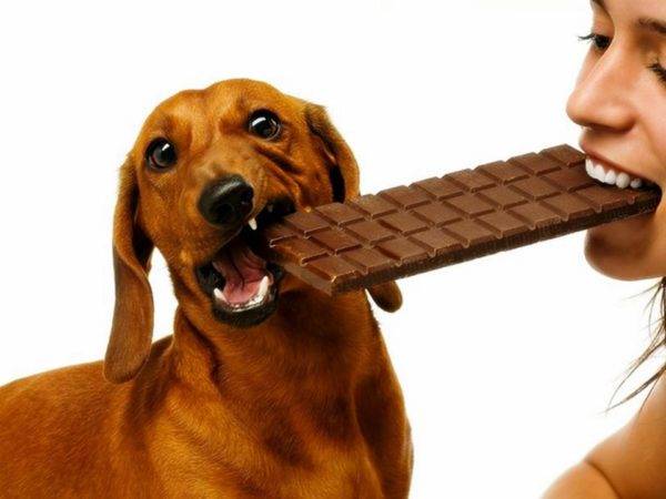 「犬は甘くてはいけません」
