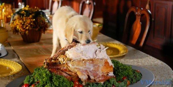 「犬に食べられないもの」