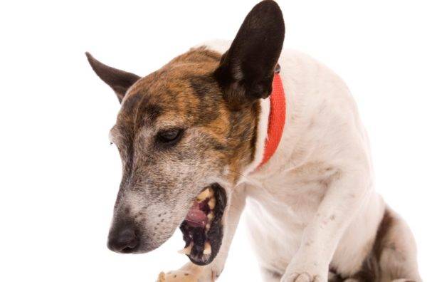 「犬の骨が詰まっている場合の対処方法」