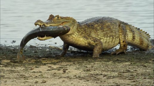 「魚とワニ」