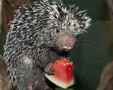 「ヤマアラシはスイカを食べる」