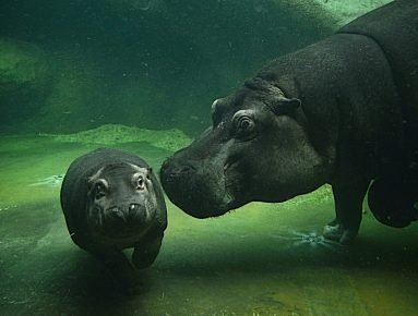 「水中のカブとカバ」