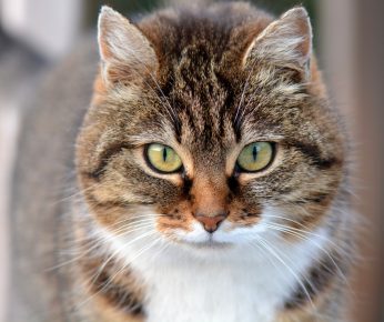 「ねこ」