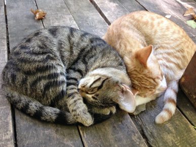 「猫は寝ている」