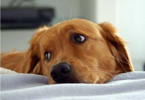 「悲しい犬」