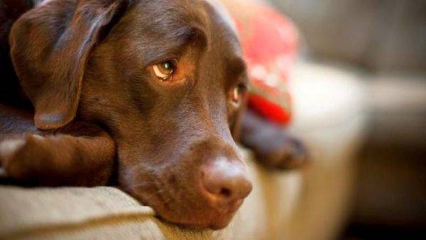 「犬の子宮内膜炎」