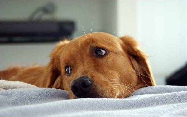 「犬の子宮内膜炎の症状」