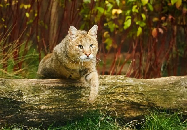 「多くのペット愛好家は、確かにこの珍しい猫を家で飼いたいと思うでしょう。」