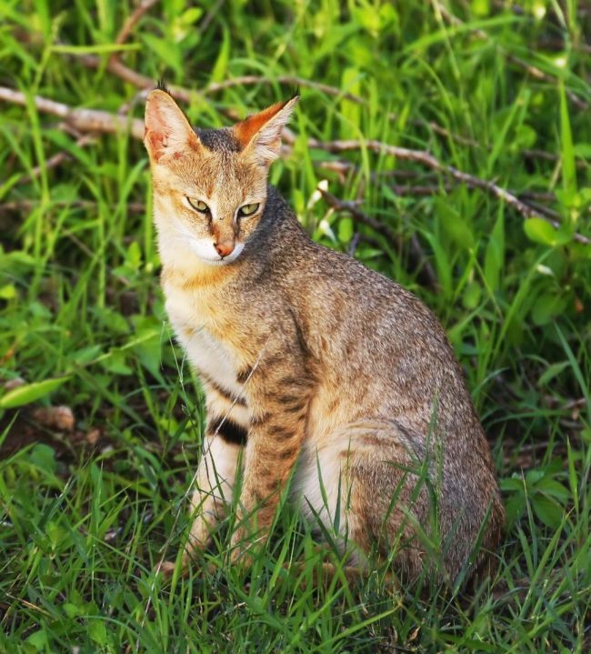 「オオヤマネコ-最大の猫の品種の1つ」