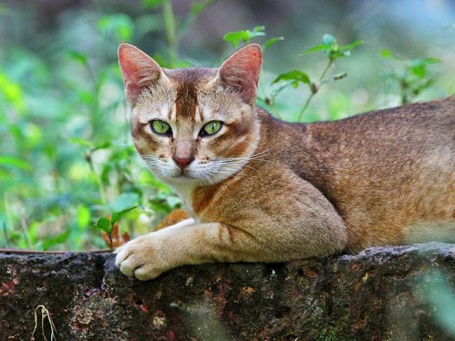 「re猫は素晴らしいハンターです」