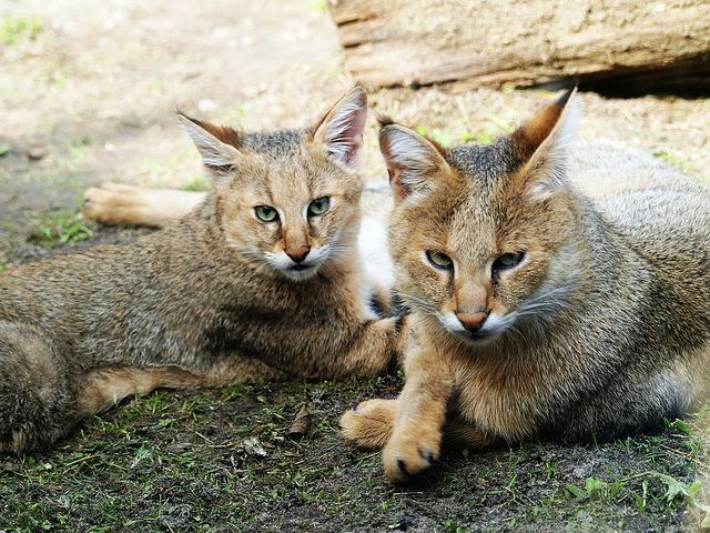 「家では、cat猫はとても素直で習得しやすい。」