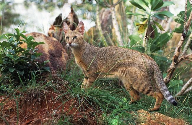 「優雅な猫は、その優雅さ、可塑性、機動性に感銘を受けます」