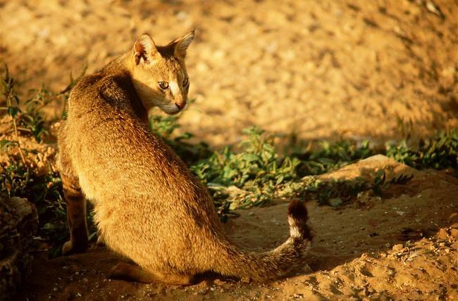 「リード猫は、太陽の下で滑らかで光沢のあるコートを着ています。」