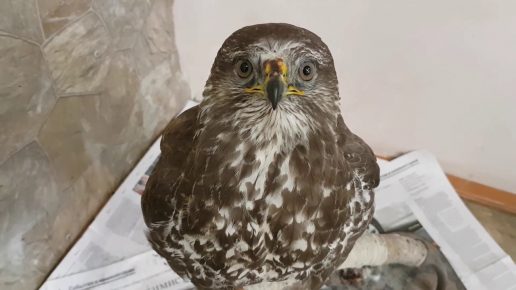 「ノスリ鳥」