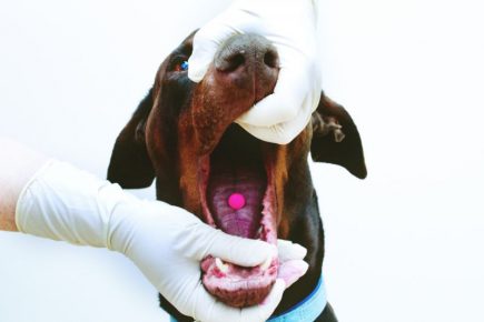 「犬の舌の丸薬」