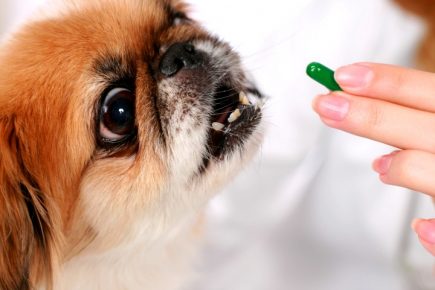 「犬には丸薬が与えられます」