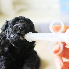「犬は薬液を飲んでいます」